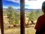 Elk viewing from Glam Room window